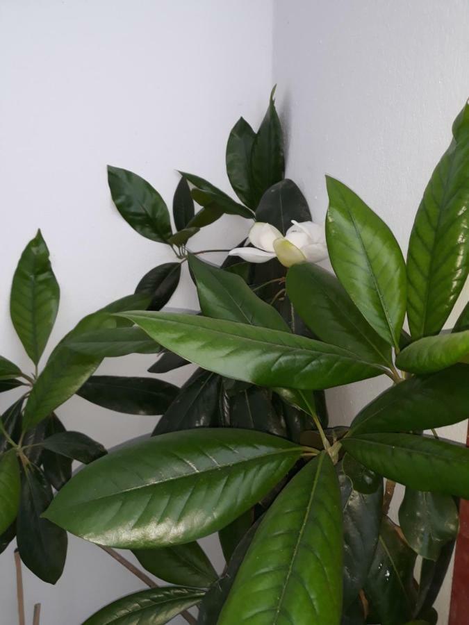 Christos Rooms 帕琉乔拉 外观 照片